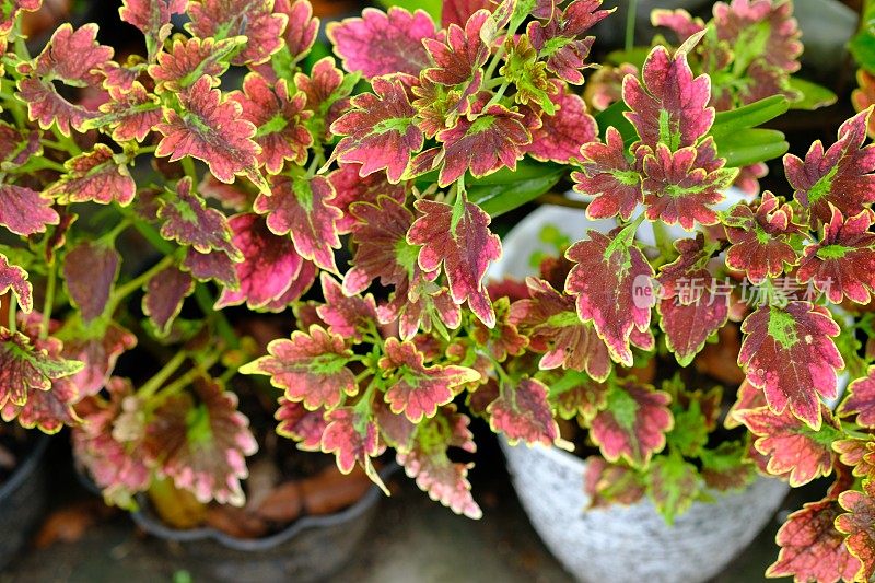 Miana, iler或Coleus atropurpureus是一种灌木，高度可达1.5米。它的叶子对痔疮、疖子、产褥热、耳炎和月经不调都有疗效。锦紫苏scutellarioides